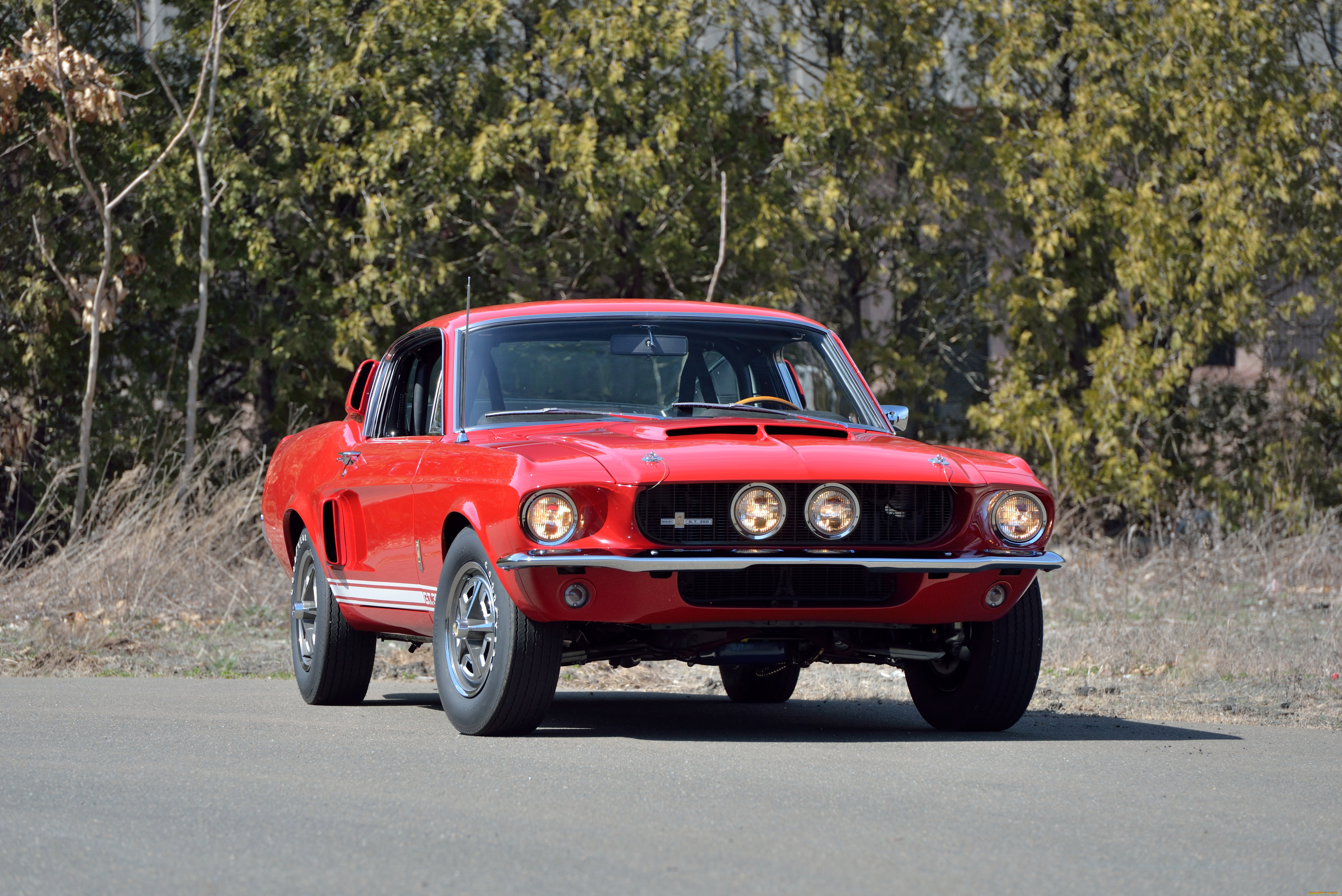 , mustang